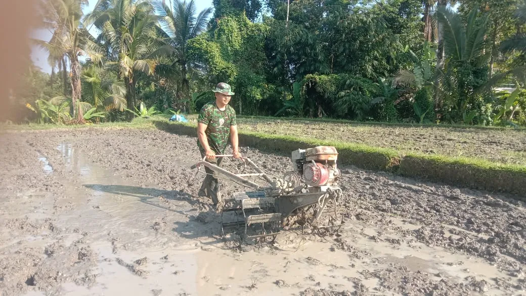Turun ke Sawah, Babinsa Babahan Percepat Pengolahan Lahan Tanam Seluas 50 Are