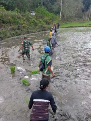 Babinsa Meningkatkan Solidaritas tinggi Bersama Petani
