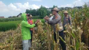 Panen Jagung Kwartal III Tahun 2026 Polsek Kediri Dipimpin Langsung Kapolsek Kediri di Banjar Gamongan