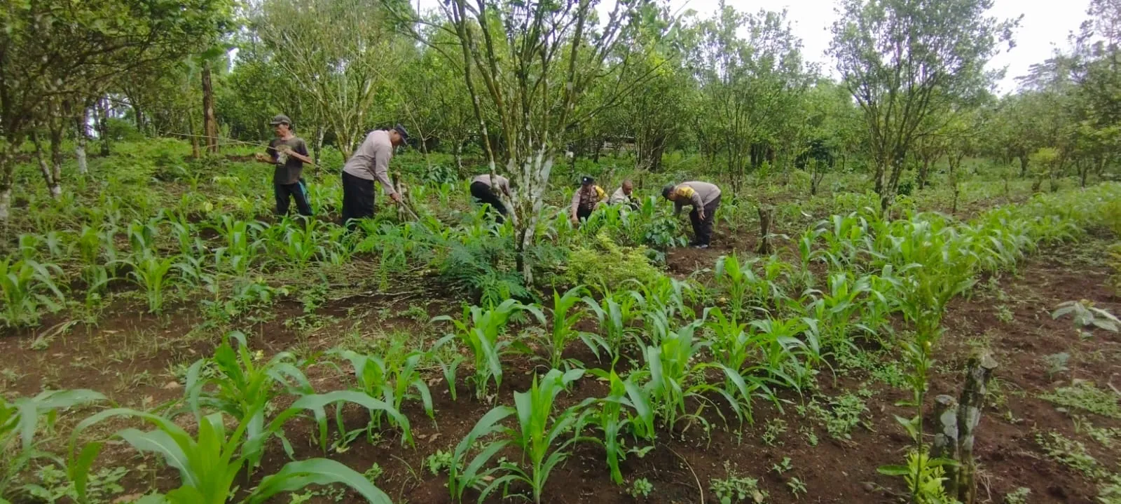 Bhabinkamtibmas Kintamani Pantau Tanaman Jagung Warga, Dukung Ketahanan Pangan Nasional