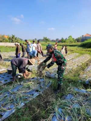 Panen Perdana Bawang Merah Di Subak Celuk Dukung Ketahanan Pangan