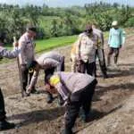 Kapolsek Selemadeg Pimpin Penanaman Jagung Serentak Kuartal III 2026