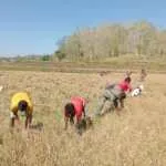 Serka Ramli Membantu Petani Dalam Memanen dan Mengelola Lahan Pertanian