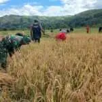 Babinsa Sertu Ejiman Dampingi Petani Panen Padi di Desa Praingkareha