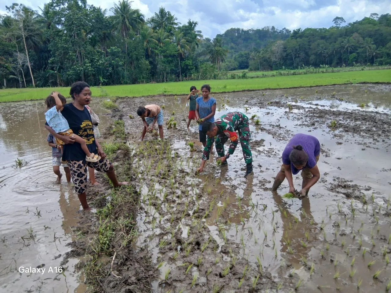 Tak Kenal Hari Libur, Babinsa Tabundung Bantu Petani Bajak Sawah dan Tanam Padi di Desa Billa