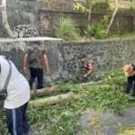Sinergi TNI dan Pemdes Cegah Bencana Sejak Dini, Babinsa Tohpati Gotong Royong Tebang Pohon Disepanjang Jalan Desa