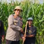 Kapolres Tabanan Hadiri Panen Raya Jagung 2026, Dukung Ketahanan Pangan dan Kesejahteraan Petani