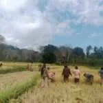 Babinsa Kodim 1601/Sumba Timur Dampingi Petani Panen Padi, Dorong Semangat Gotong Royong