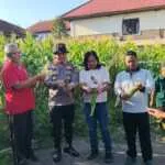 Jagung Dipanen, Kepedulian Dituai, Polsek Petang Dukung Ketahanan Pangan Nasional