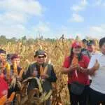 Bhabinkamtibmas Desa Serampingan Atensi Panen Jagung Hari Tani Nasional