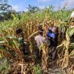Dukung Asta Cita Presiden, Polres Bangli Panen Jagung 3,8 Ton di Tembuku